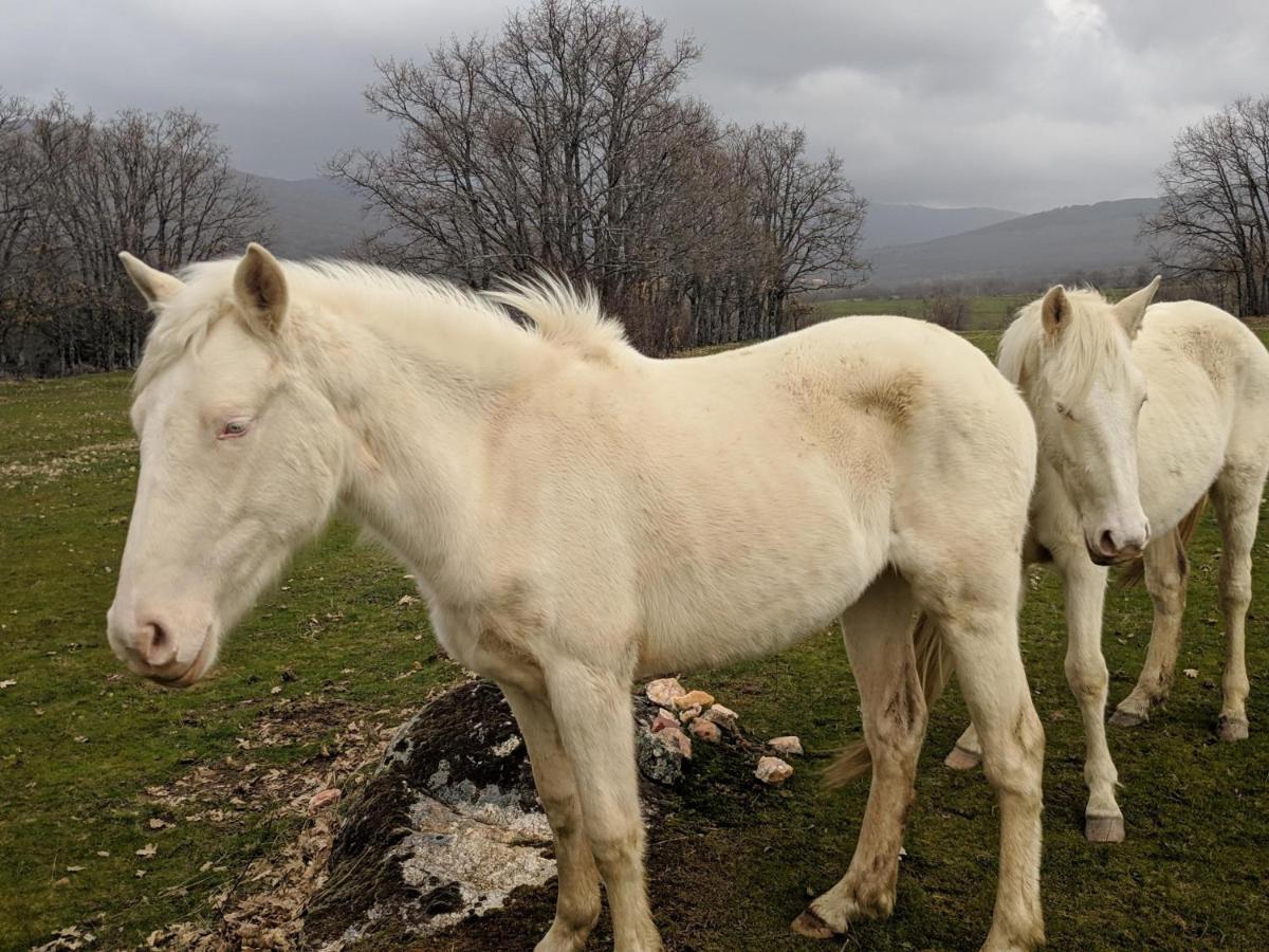 Casa Rural Fuente Del Arca Montejo Montejo de la Sierra Eksteriør billede